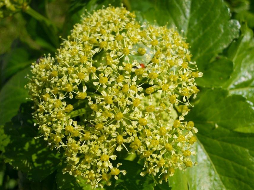 Smyrnium olusatrum